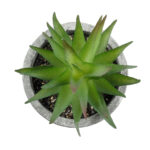 https://www.globostar.gr/photos/master/products/202407/21010_3.jpg