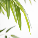 BAMBOO NP0076_210 ΥΨΟΣ 210cm NewPlan - Image 2