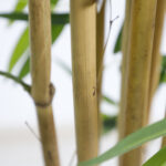 BAMBOO NP0076_210 ΥΨΟΣ 210cm NewPlan - Image 4