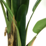 BANANA TREE NP017_240_22 ΥΨΟΣ 240cm NewPlan - Image 2