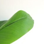 BANANA TREE NP708_220 ΥΨΟΣ 220cm NewPlan - Image 3